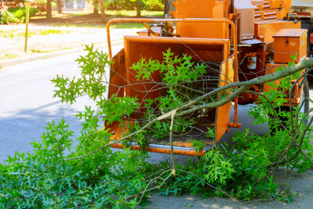 Best Tree Branch Trimming  in Tanglewilde, WA